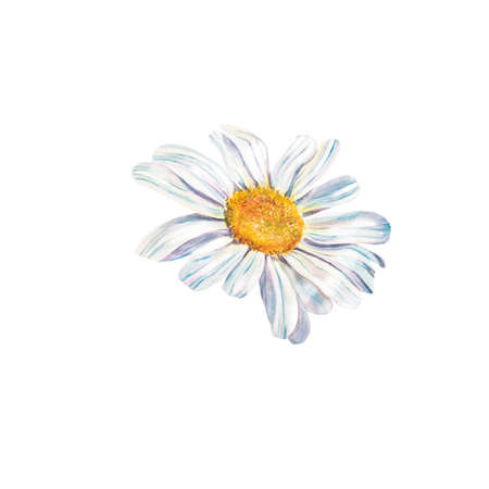 white daisy flowers watercolor illustration on white background, closeup. ... Hand made drawing. Big white chamomile floral botanical flowers. Watercolor drawing fashion aquarelle. Isolated chamomileの写真素材