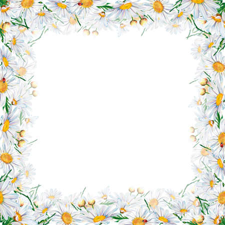 white daisy flowers watercolor illustration on white background, closeup. ... Hand made drawing. Big white chamomile floral botanical flowers. Watercolor drawing fashion aquarelle. Isolated chamomile iの写真素材