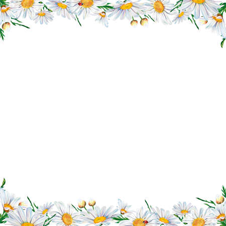 white daisy flowers watercolor illustration on white background, closeup. ... Hand made drawing. Big white chamomile floral botanical flowers. Watercolor drawing fashion aquarelle.の写真素材