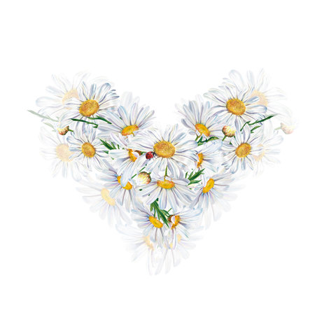 white daisy flowers watercolor illustration on white background, closeup. . Hand made drawing. heartの写真素材