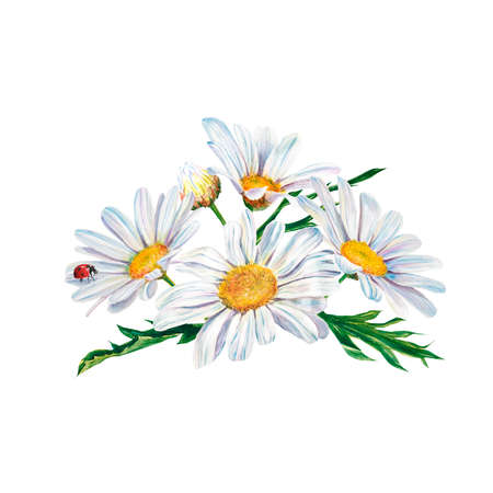 white daisy flowers watercolor illustration on white background, closeup. . Hand made drawing. bouquetの写真素材