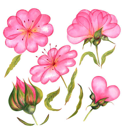 Pink rosy soft tender gentle flowers heart-shaped watercolor picture hearts hand drawn Valentines Day wedding loveの写真素材