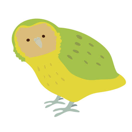 Kakapo. Wild birds of New Zealand.のイラスト素材