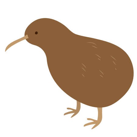 kiwi. Wild birds of New Zealand.のイラスト素材