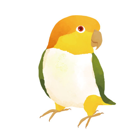 Clip art of White-Bellied Caique with yellow thighsのイラスト素材