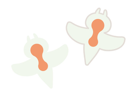 Two types of clione illustration sets.のイラスト素材