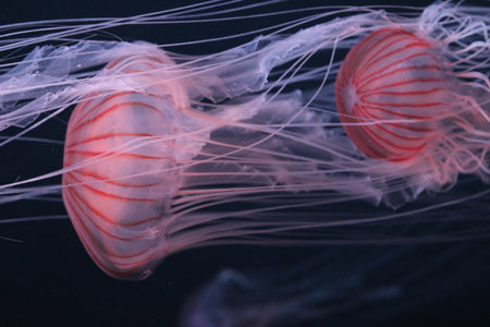 Jellyfish swimming in the water.