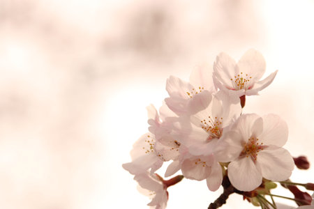 cherry blossom sakura in spring season with soft focus background
