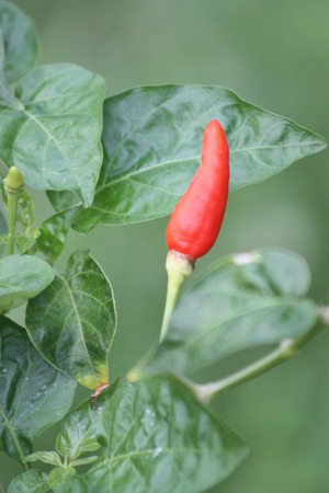 Red chiliの写真素材