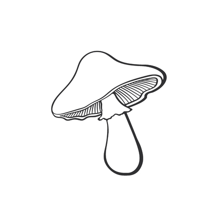 Vector illustration. Cartoon sketch of mushroom. Poisonous mushroom. Edible mushroom. Hand drawn doodle. Decoration for greeting cards, posters, emblemsのイラスト素材