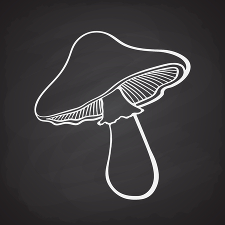 Doodle of edible mushroom on a blackboardのイラスト素材