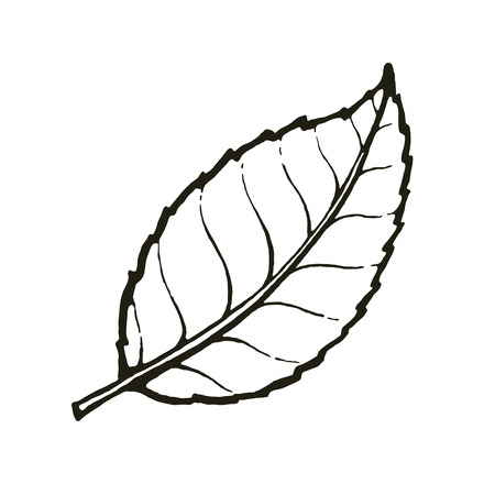 Vector of one leaf of tea or mintのイラスト素材