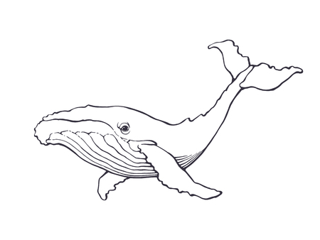 Vector illustration. Hand drawn ink contour of whale. Underwater fauna and sea animals. Graphic vintage element. Isolated on white backgroundのイラスト素材