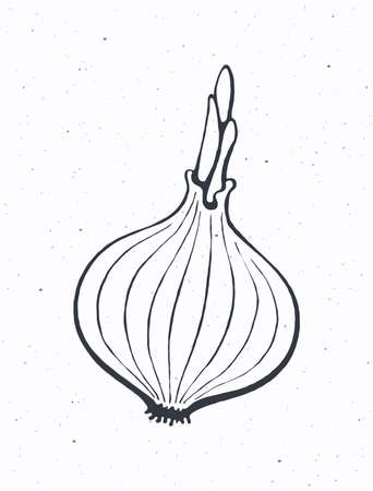 Bulb of onion with sprout. Healthy vegetarian food. Ingredient for vegetable salad. Vector illustration. Only outline Isolated on white background. Clip art for packaging, label, menu, signboardのイラスト素材