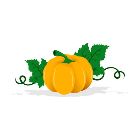 Autumn pumpkin icon on white background. Vector illustrationのイラスト素材