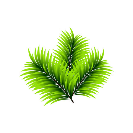 Green spruce or pine leaves vector. Fir tree branch isolated on white vector christmas element.のイラスト素材