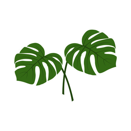 Monstera Deliciosa plant leaf from tropical forests isolated on white background. Can be used for greeting cards, flyers, invitations, web design, to everything. File has clippingのイラスト素材