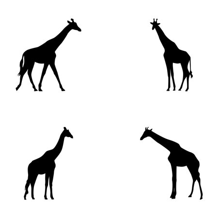 Set of vector silhouettes of giraffes on white backgroundのイラスト素材