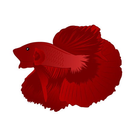 Betta Red Halfmoon Vector Illustration on white backgroundのイラスト素材