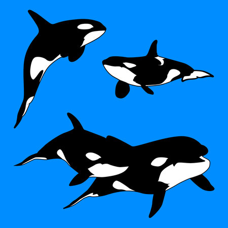 Killer Whale Aquatic Mammal Carnivore set. Vector illustrationのイラスト素材