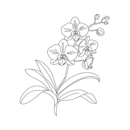 A simple vector line drawing of an orchid flower with detailed petals and leaves. The design features a stem with buds and blossoms, showcasing the elegance of the orchid.のイラスト素材