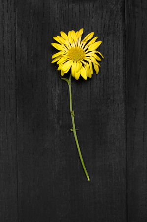 yellow flower on a black backgroundの写真素材