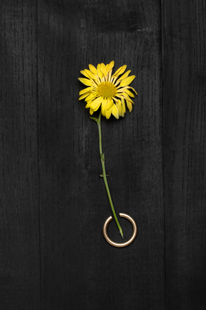yellow flower on a black background with ringの写真素材