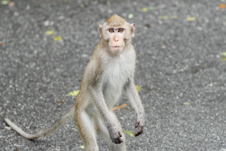 Thailand Monkeyの写真素材