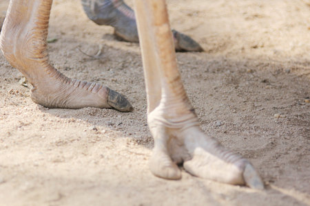 Ostrich feets in sandの写真素材
