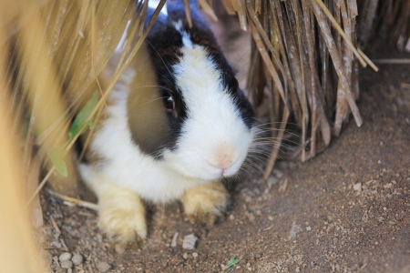 Rabbit in a holeの写真素材