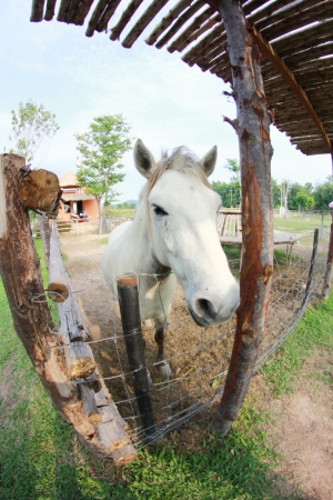 White horse in a cageの写真素材