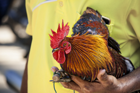 People wearing yellow shirts are carrying chickens.の写真素材