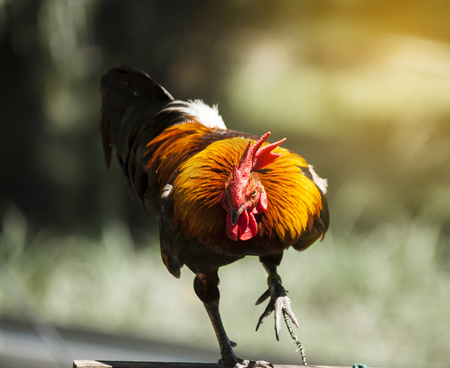 The chicken is walking horribly.の写真素材