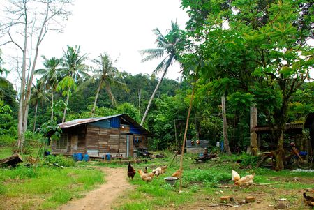 A dilapidated wooden hut in a rural Malaysian villageの写真素材