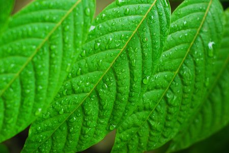 A closeup of leaves with water droplets after the rainの写真素材