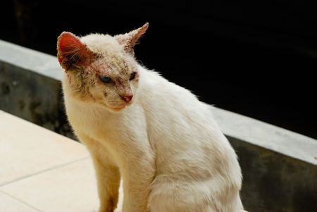 An ugly cat with skin disease. It has different colored eyes, blue on one side and green on the other.の写真素材