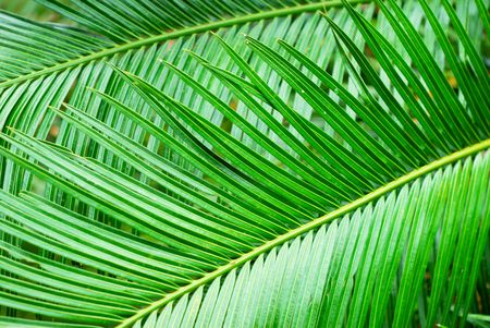 A closeup shot of leaves from a palm treeの写真素材