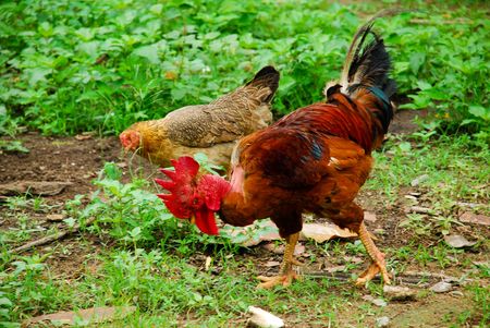 A rooster and a few hen in a rural villageの写真素材