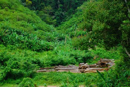 Logs collected after harvesting them from the forestの写真素材
