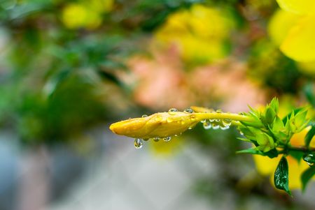 Closeup shot of a closed Yellow Allamanda (Allamanda cathartica) flower after the rainの写真素材