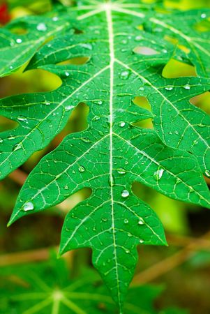 Closeup of a papaya tree leaf after the rainの写真素材