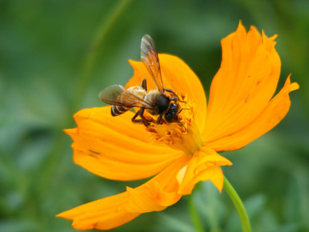 Yellow Flower and Bee
