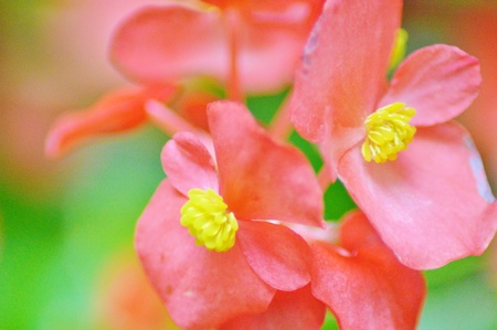 Flowersの素材