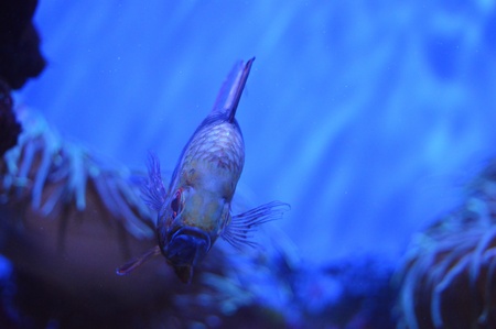 Angry fishの素材