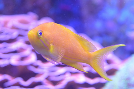 Fishの素材