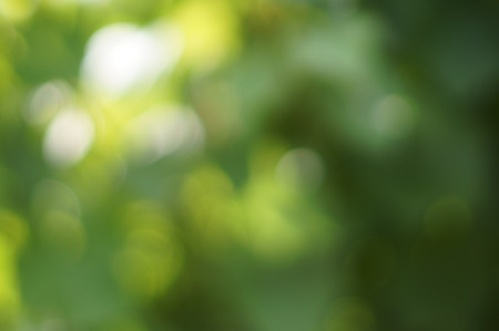 Natural green blured background with bokeh.の写真素材
