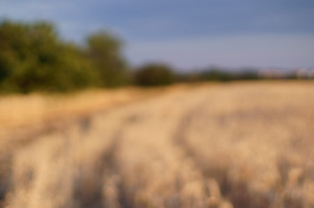 Blured background summer golden wheat field.の写真素材