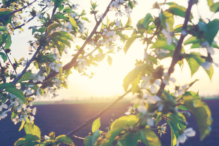 Blossoming tree over sunset background spring flowers blossom background.の写真素材