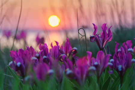 Wild irises against the sunset with  pond and sun.の写真素材