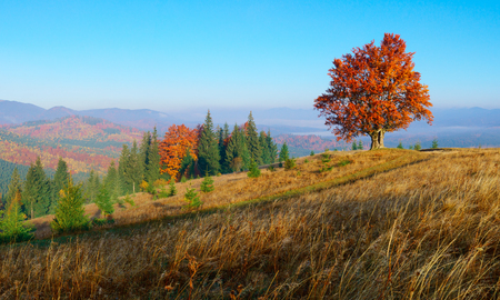 Panorama of colorful autumn landscape in mountains with lonley tree.の写真素材